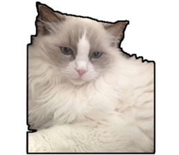 Lifes of cats sticker #13723025