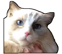 Lifes of cats sticker #13723026