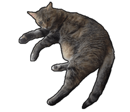 Lifes of cats sticker #13723027