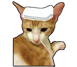 Lifes of cats sticker #13723029