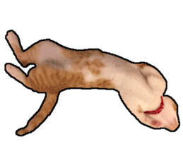 Lifes of cats sticker #13723031