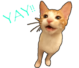 Lifes of cats sticker #13723032