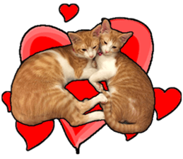 Lifes of cats sticker #13723033