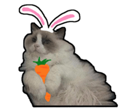 Lifes of cats sticker #13723035