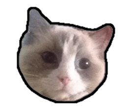 Lifes of cats sticker #13723036