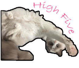 Lifes of cats sticker #13723037