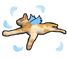 Lifes of cats sticker #13723038