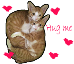 Lifes of cats sticker #13723039