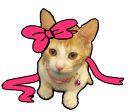 Lifes of cats sticker #13723041