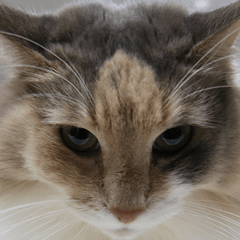 Instead tell the cat part5