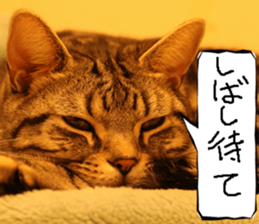 Instead tell the cat part5 sticker #13723647