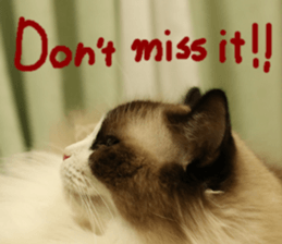 Instead tell the cat part5 sticker #13723653