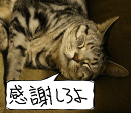 Instead tell the cat part5 sticker #13723661