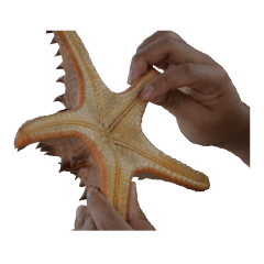 daily talk between animals (1)