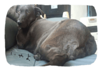 Momican sticker sticker #13727225