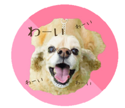 kyawa kyawa cocker sticker #13727968