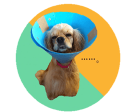 kyawa kyawa cocker sticker #13727970