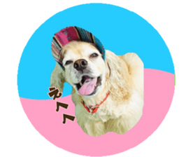 kyawa kyawa cocker sticker #13727974