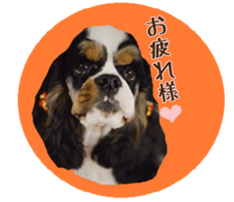 kyawa kyawa cocker sticker #13727975