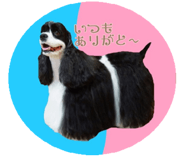 kyawa kyawa cocker sticker #13727978