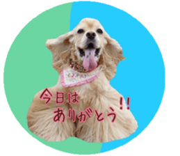 kyawa kyawa cocker sticker #13727983