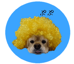 kyawa kyawa cocker sticker #13727987