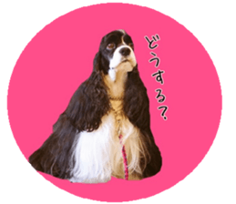 kyawa kyawa cocker sticker #13727988