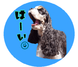 kyawa kyawa cocker sticker #13727990