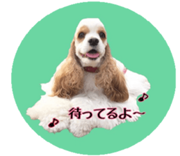 kyawa kyawa cocker sticker #13727992