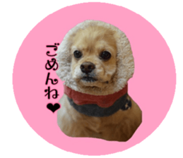 kyawa kyawa cocker sticker #13727994