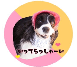 kyawa kyawa cocker sticker #13727995