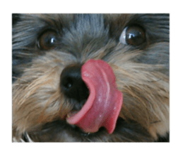 Happy smile puppy Jackie sticker #13728054