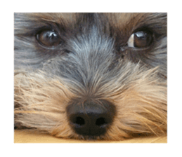 Happy smile puppy Jackie sticker #13728055