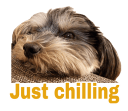 Happy smile puppy Jackie sticker #13728056