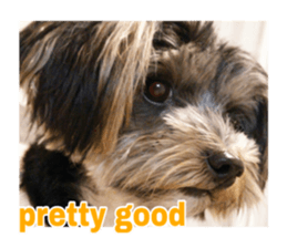 Happy smile puppy Jackie sticker #13728057