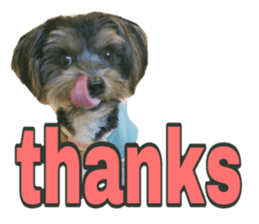 Happy smile puppy Jackie sticker #13728058