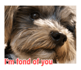 Happy smile puppy Jackie sticker #13728059