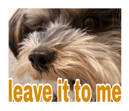 Happy smile puppy Jackie sticker #13728060