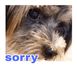 Happy smile puppy Jackie sticker #13728061