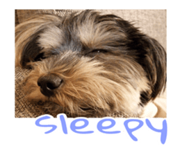 Happy smile puppy Jackie sticker #13728062