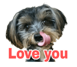 Happy smile puppy Jackie sticker #13728065