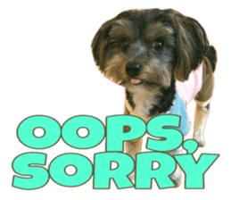 Happy smile puppy Jackie sticker #13728066