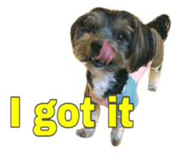 Happy smile puppy Jackie sticker #13728068