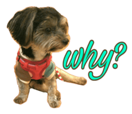 Happy smile puppy Jackie sticker #13728070