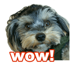 Happy smile puppy Jackie sticker #13728071