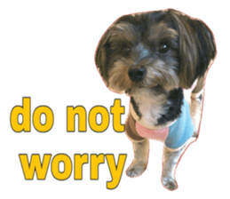 Happy smile puppy Jackie sticker #13728072