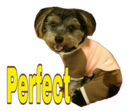 Happy smile puppy Jackie sticker #13728074