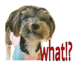 Happy smile puppy Jackie sticker #13728077