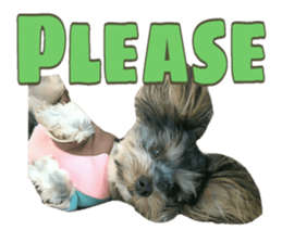 Happy smile puppy Jackie sticker #13728083