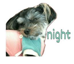 Happy smile puppy Jackie sticker #13728084